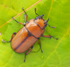 Prosopocoilus astacoides