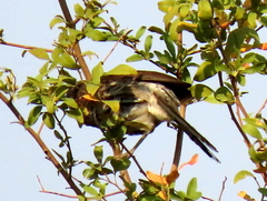 Turdoides hartlaubii