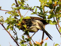 Turdoides hartlaubii