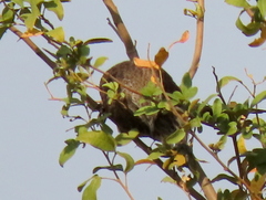 Turdoides hartlaubii