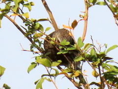 Turdoides hartlaubii