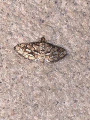 Hileithia magualis