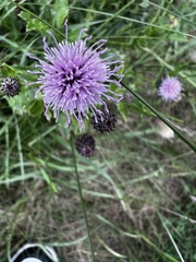 Allium schoenoprasum
