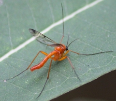 Leptomorphus magnificus