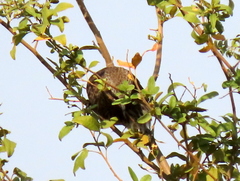 Turdoides hartlaubii