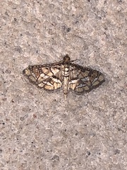 Hileithia magualis