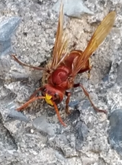 Vespa orientalis