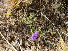 Glandularia venturii