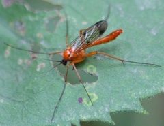 Leptomorphus magnificus