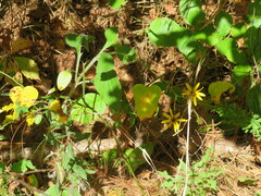 Helianthus silphioides