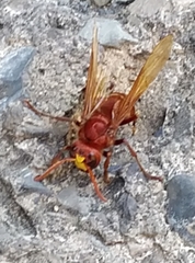Vespa orientalis