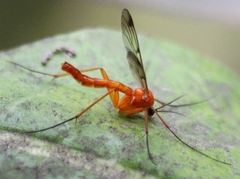 Leptomorphus magnificus