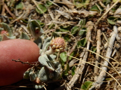 Gomphrena pumila