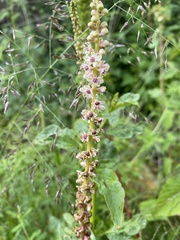 Phytolacca icosandra