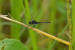 Diplacodes lefebvrii