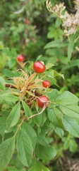 Rosa palustris