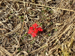 Glandularia peruviana