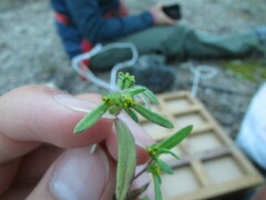 Melampodium sericeum