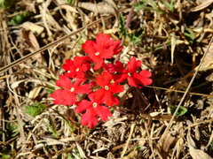 Glandularia peruviana
