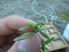 Melampodium sericeum