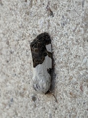 Tarache tetragona