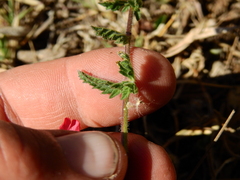 Glandularia peruviana