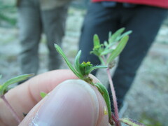 Melampodium sericeum