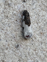 Tarache tetragona