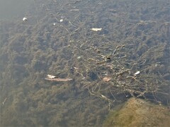 Hydrocharitaceae