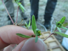Melampodium sericeum