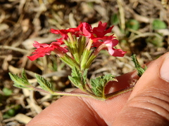 Glandularia peruviana