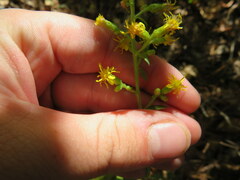 Solidago porteri