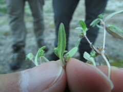 Melampodium sericeum