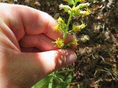 Solidago porteri