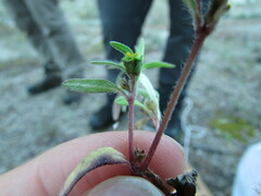 Melampodium sericeum