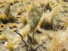 Colletieae