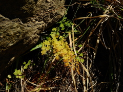 Adiantum raddianum