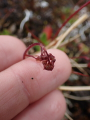 Micranthes ferruginea