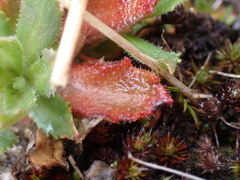 Micranthes ferruginea