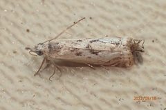 Microcrambus elegans