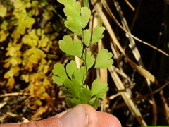Adiantum raddianum