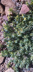 Leucadendron arcuatum