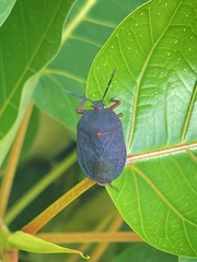 Dinidoridae