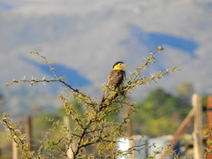 Colaptes campestris campestroides
