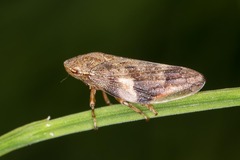 Aphrophora alni
