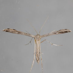 Adaina ambrosiae