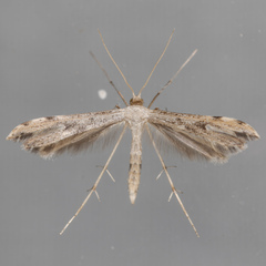 Adaina ambrosiae