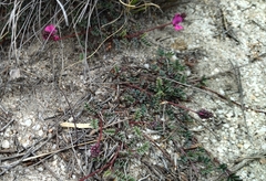 Indigofera capillaris
