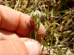 Polygala aspalatha