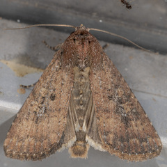 Condica sutor